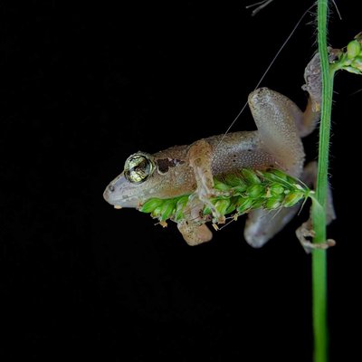Antilles coqui