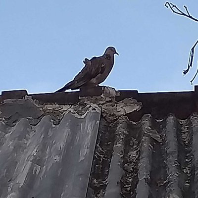 burung perkutut