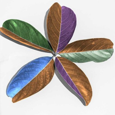 daun warna_warni