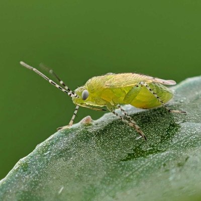 Plagiognatus