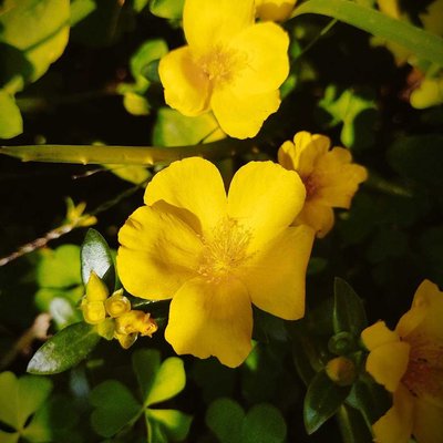 [Moss-rose purslane]