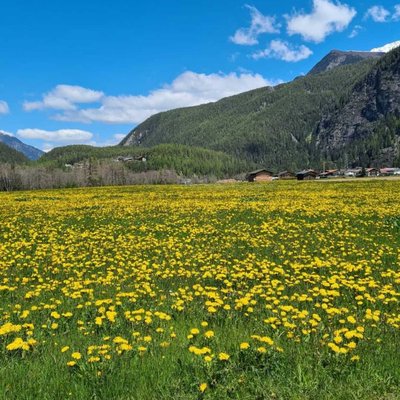 doganin suprizi güzelligi 🌻