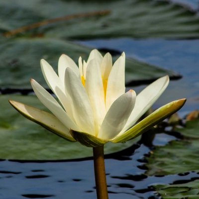 Lotus II