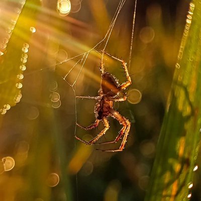 Little spider and morning ray of light 