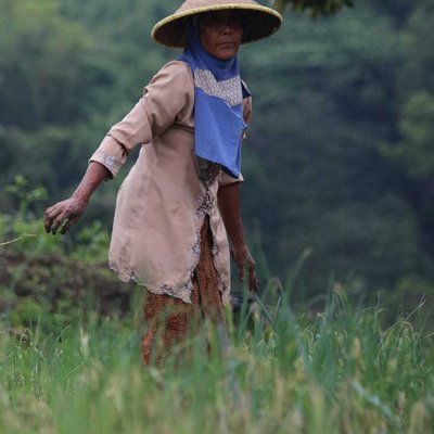petani bawang merah