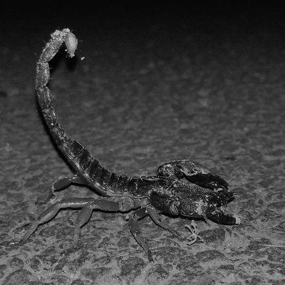 Black forest scorpion