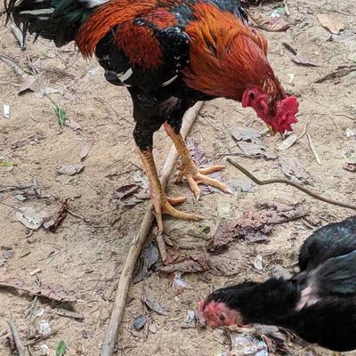 bangun lah lebih pagi sebelum rezeki di patok ayam