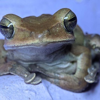 western tree frog 