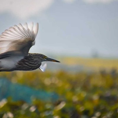 Bird 🐦