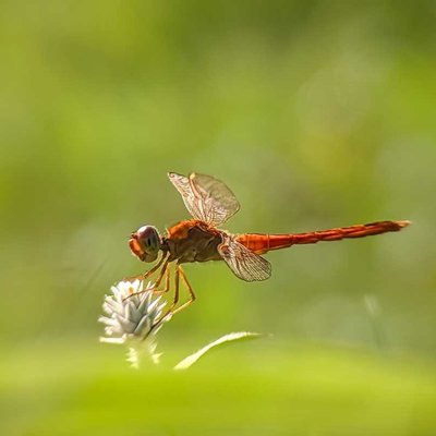 Capung atau sibar-sibar