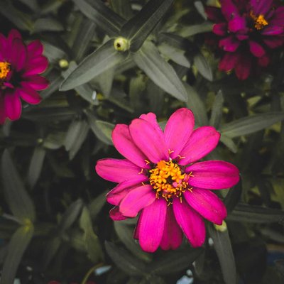 Zinnia 🌼