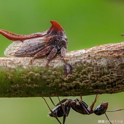 Treehopper & Ant