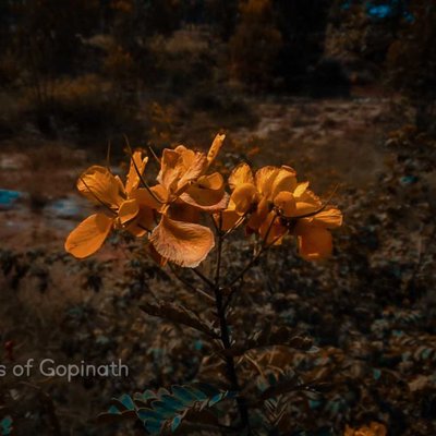 yellow flowers🌸🌺🌻🌹🌷🌼💐