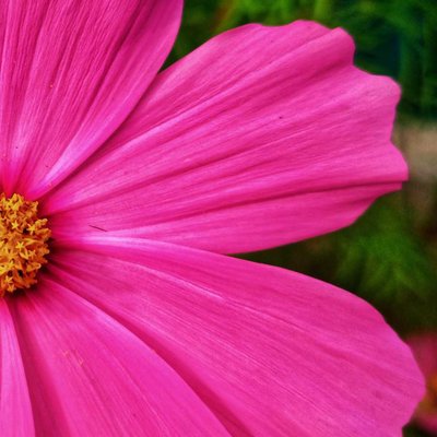 🌸