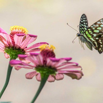 The Tailed Jay Butterfly