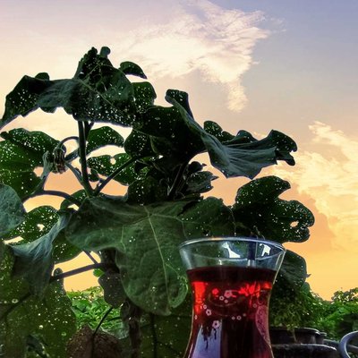 #gardentea
