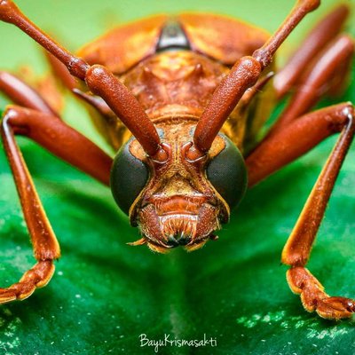 Photo Macro