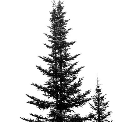spruce pine tree