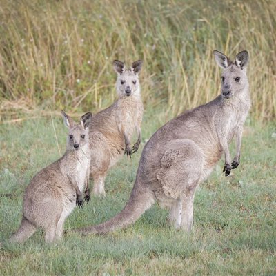 Kangaroos 