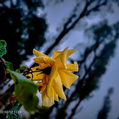wild flowers.. 