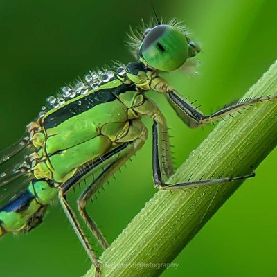 damselfly macro