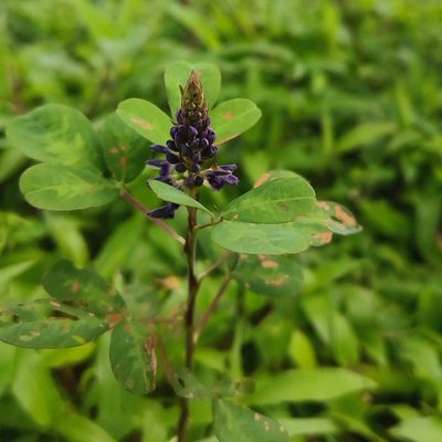 Asian Tick Trefoil