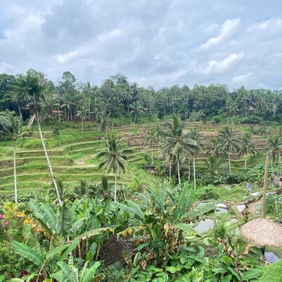 Tegallalang rice terrace
