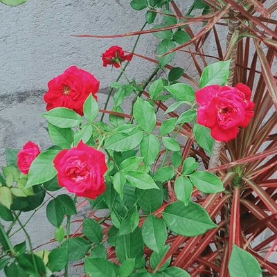 rose flower 