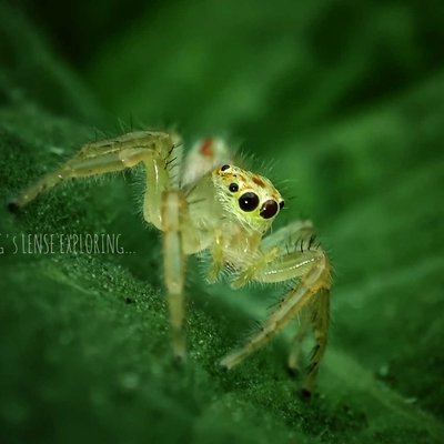 Hey Spidy...