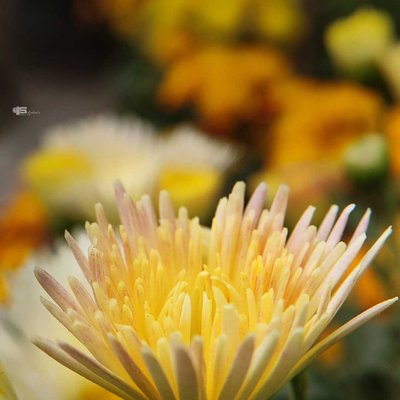 Pindle Photo Contest 