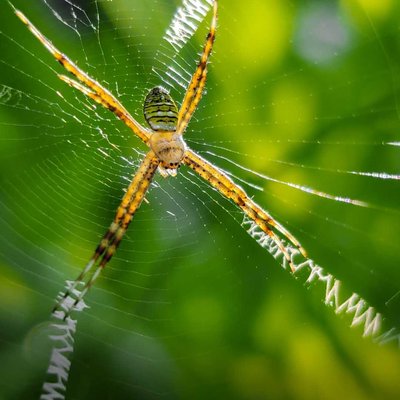 Argiope Anasuja