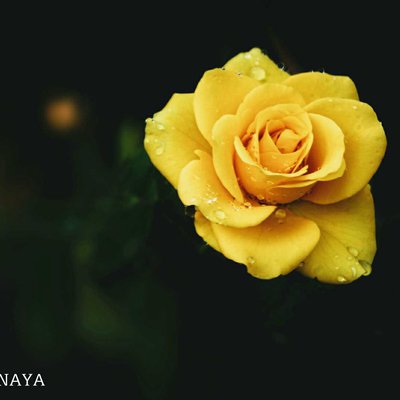 Yellow Rose 