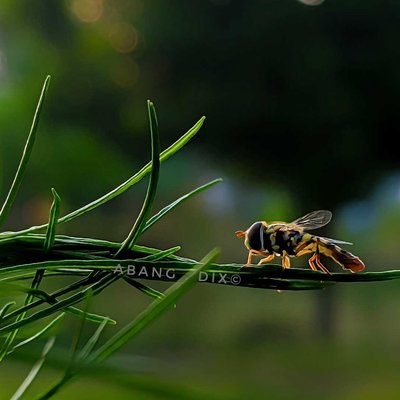 The Bee 🐝