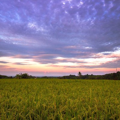 View of rice turning yellow