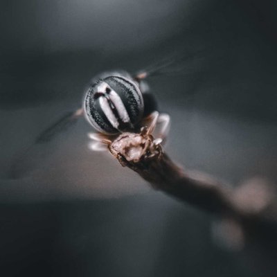 hoverfly 