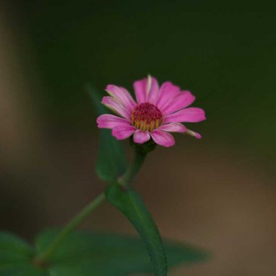 Zinnia