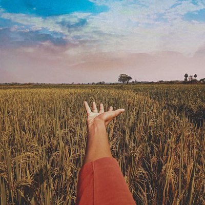 INTO THE YELLOW FIELD ~ 💛🌾