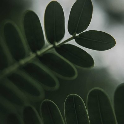 Leaf 🌿
