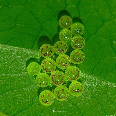 eggs of jewel bug 
