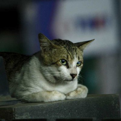 Kucing