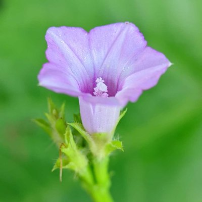 Ipomoea triloba