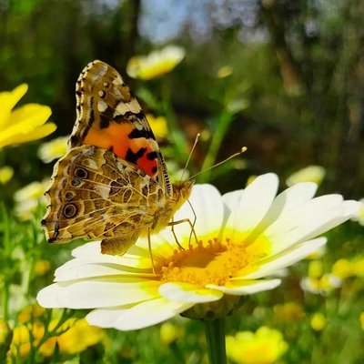 Painted lady nectaring