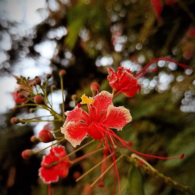 [Peacock Flower]