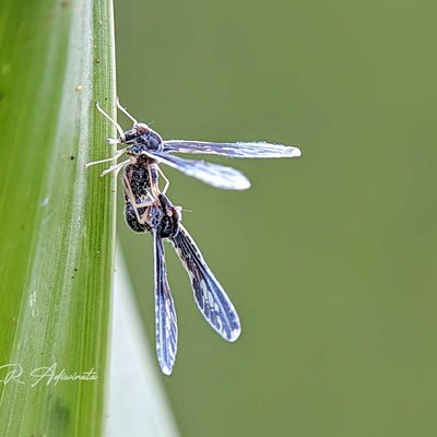 DERBIDAE