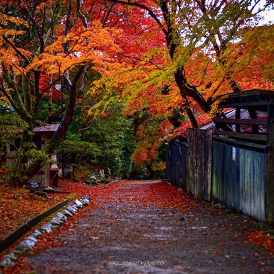 autumn in kyoto