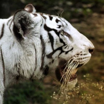 White Tiger | arijit2000