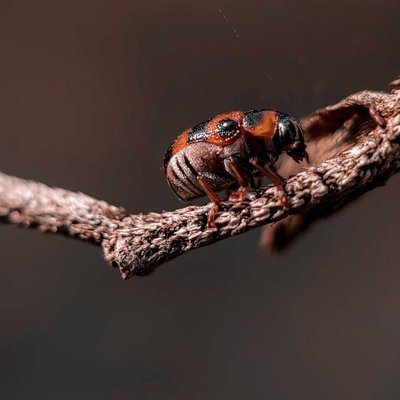 Ladybug 