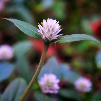 Alternanthera philoxeroides