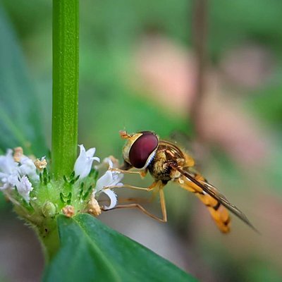 HOVERFLY
