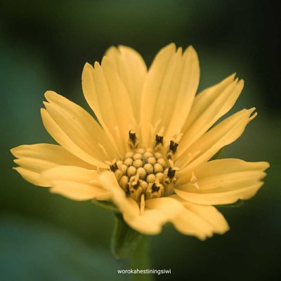 Macro flower